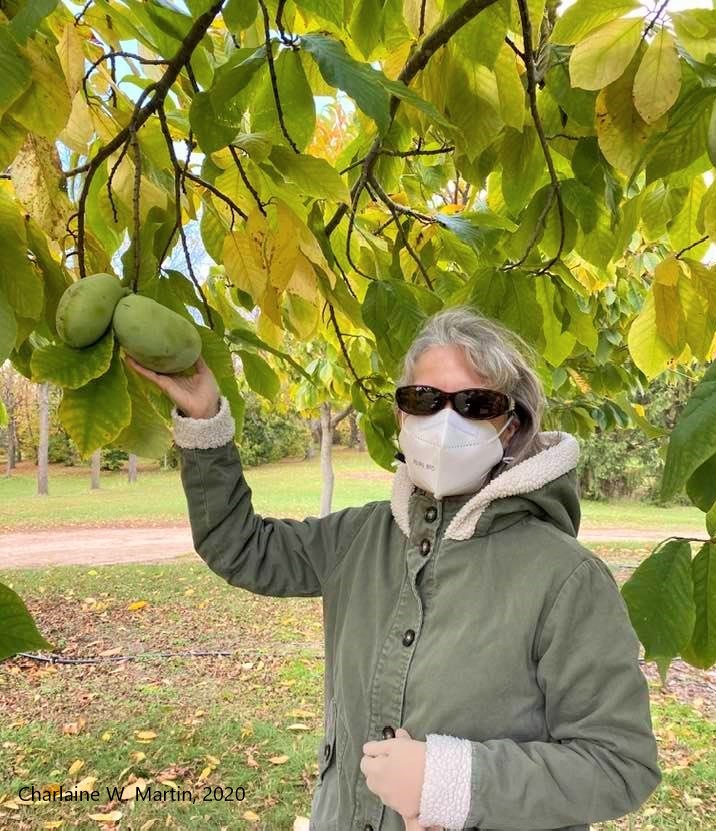 Pawpaw fruit