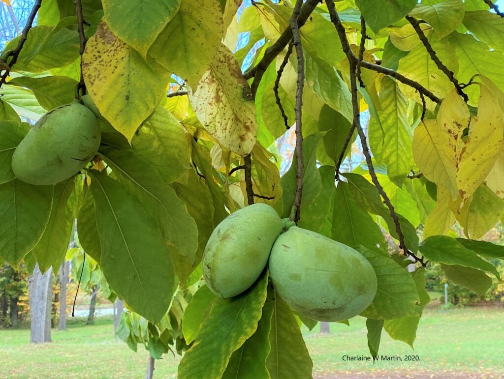 Fresh Pawpaws