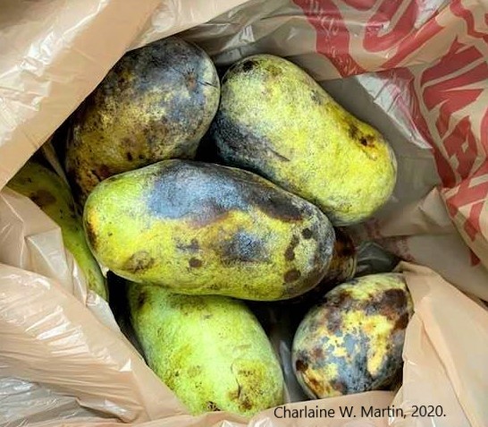 Ripe Pawpaws