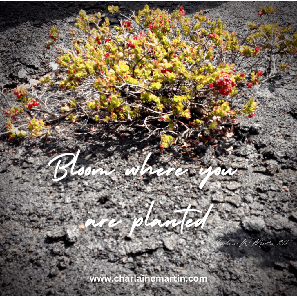 Bloom Where You Are Planted